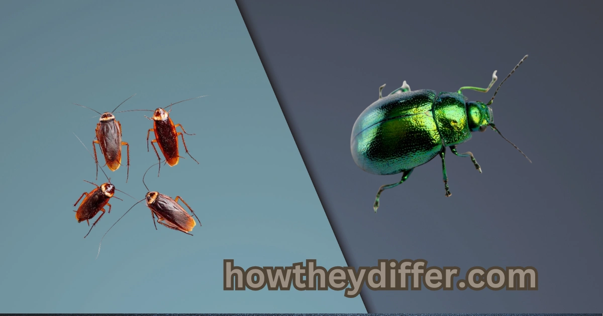 beetle and roach