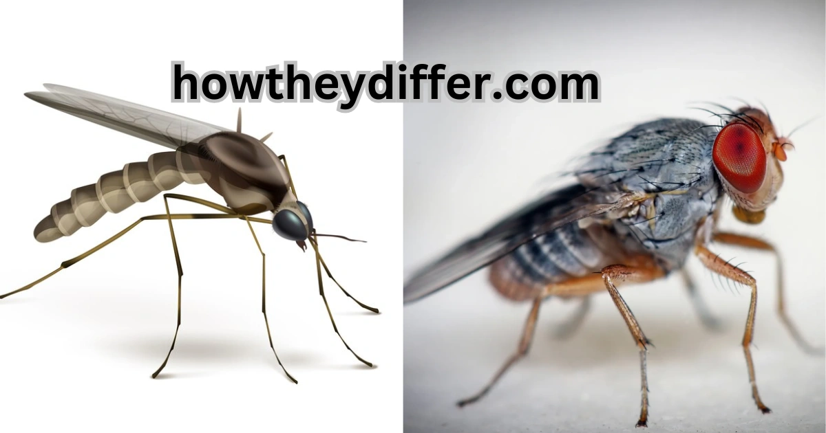 Gnat and fruit fly